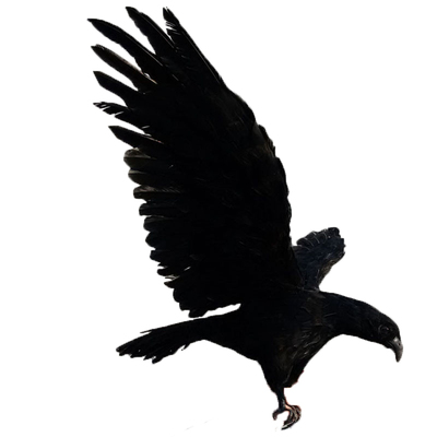 丐帮隼仿真老鹰黑鹰摆件装饰灰色