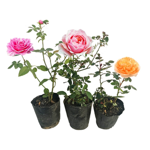 蔷薇花苗爬藤四季好养藤本月季室外庭院特大植物阳台花卉盆栽绿植