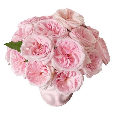 A级白荔枝玫瑰花云南鲜花