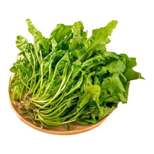 上海本地新鲜野荠菜野生荠菜 荠菜馄饨饺子包子荠菜野菜新鲜包邮