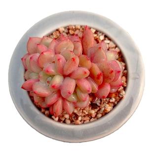 【一物一拍】爱丽儿 凌雪多肉植物新手办公室盆栽绿植满28元包邮