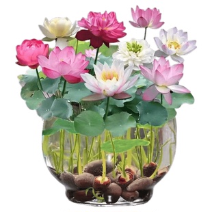 碗莲种子水培植物花卉室内花好养夏季开花四季荷花盆栽睡莲种籽子