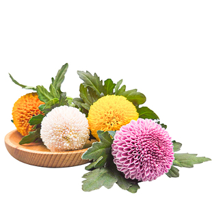 新鲜胡椒木清香木日料刺身蛋糕摆盘装饰花草烘焙西餐甜品点缀花草