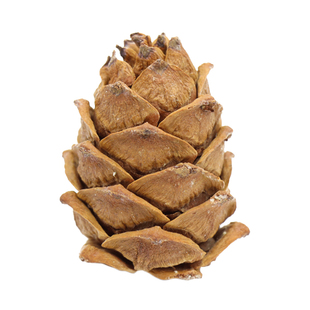 大兴安岭野生马尾松塔小松塔雪地魔王金花松鼠粮食零食松果 包邮