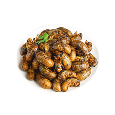 2025年新鲜大个金蝉知了猴