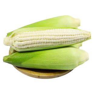 【现摘现发】爆浆牛奶即食水果玉米棒新鲜奶糖甜白黑糯粘黏包米粒