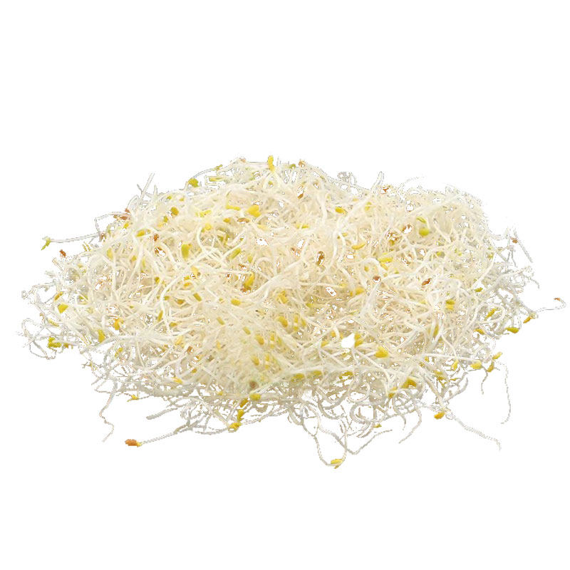 新鲜采摘苜蓿芽坏单包赔现采发货