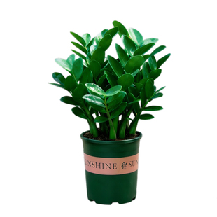 金钱树盆栽老桩树苗室内阳台客厅办公室桌面植物带盆栽好花卉绿植