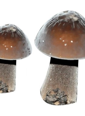 菇婆婆黑皮鸡枞菌阳台家庭蘑菇