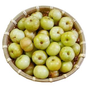 潮汕甜种油柑果现摘油甘果新鲜余甘子牛甘果柿饼甜油柑酸水果