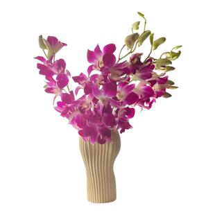 鲜花云南基地直发泰国洋兰鲜切花a级家用水培植物插花带花苞发货