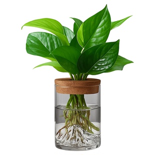 文竹盆栽室内水培植物办公室桌面绿植花卉小摆件净化空气懒人好养