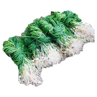 贵州新鲜野外生长当季蔬菜野葱胡葱小根蒜沙葱苦蒜薤白野小葱青蒜