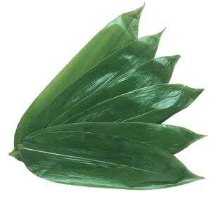 新鲜湿粽子叶粽叶新鲜包粽子叶特大号送绳子家用野生箬竹商用批发