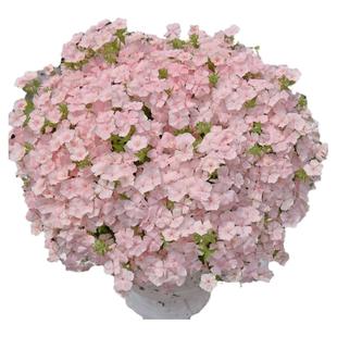 进口福禄考种子 爱诗 情书系列春季室内阳台盆栽好养易种花卉种子