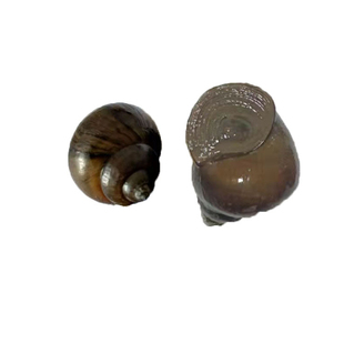 脆螺钓鱼螺钓青鱼脆螺鲜活田螺活体螺蛳青鱼饵黑鲩乌青打窝石螺