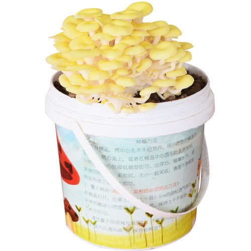 黄金菇菌包食用菌菌包榆黄菇菌包蘑菇菌包盆栽农产品家庭种植