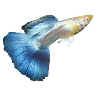 绣球蓝白孔雀鱼精品天空蓝白子蝶翼蓝白大C缎带热带鱼种鱼凤尾鱼