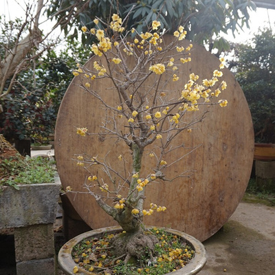 梅花盆栽老桩原生红腊梅盆景树苗耐寒植物室内阳台庭院花卉