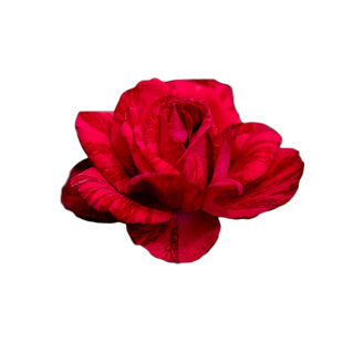 海蒂的花园  红色直觉切花玫瑰月季直立好花瓣厚实花卉植物盆栽苗