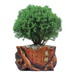 雾松盆栽植物净化空气吸甲醛室内阳台小绿植花卉球形雾淞桌面盆景