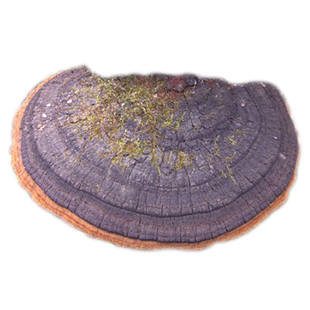 桑黄野生灵芝暴麻子桑黄暴麻丁香桑黄可提取1公斤30元