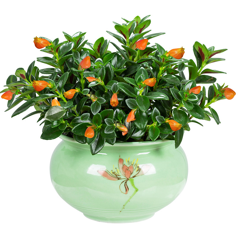 金心金边吊兰绿萝富贵常春藤植物