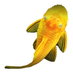 热带观赏鱼除藻异型鱼清道夫黑线飞狐底栖鼠鱼工具鱼清洁工小精灵