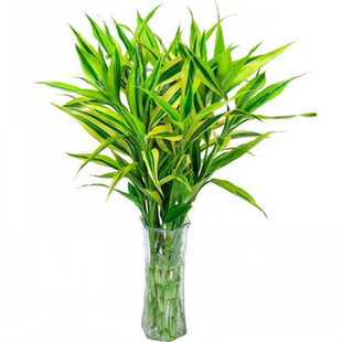 金边富贵竹带根大叶水培绿植易养活办公室卧室客厅茶几办公桌花卉