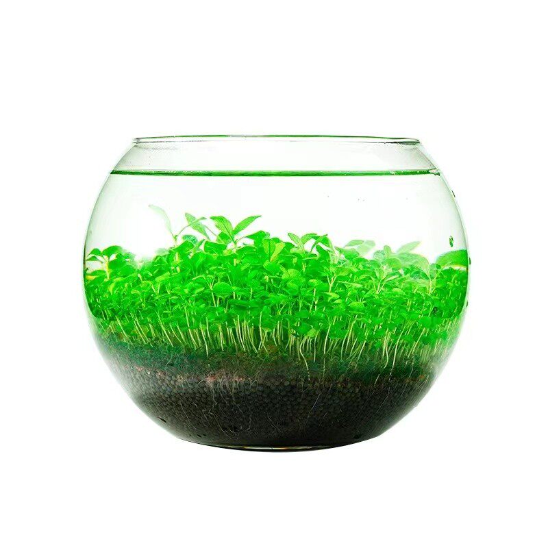 玻璃透明鱼缸水草种子微景观居家轻奢休闲桌面水草泥创意生态草泥