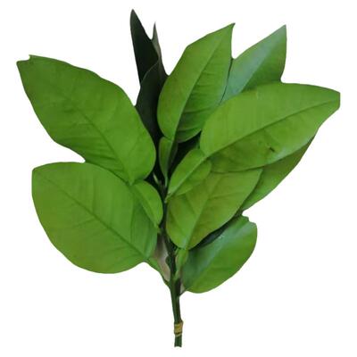 【24小时发货】新鲜柚子叶带枝