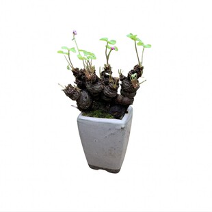 三叶草微型盆景造型小品盆景老桩球根掌上微型盆栽红花酢浆草种球