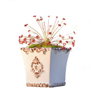 孔雀茅膏菜小虫草堂北领地黄大小肉饼珊瑚银匙食虫植物盆栽花驱蚊