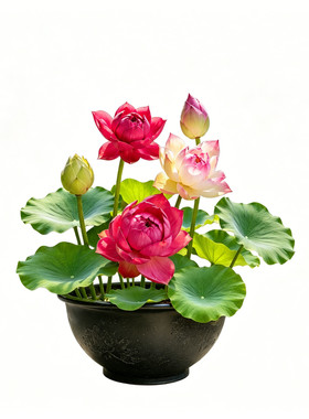 成品荷花盆栽水养带花苞观赏藕种
