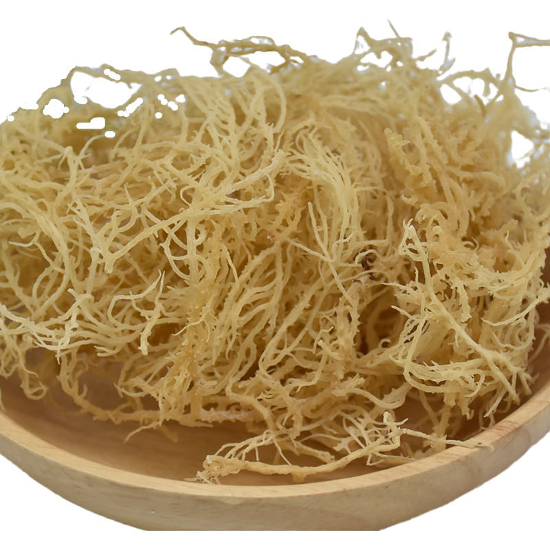 龙须菜野生食用麒麟珊瑚凉拌海藻