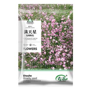 满天星种子粉白种籽孑子花籽花种四季阳台庭院盆栽一年百搭花种籽