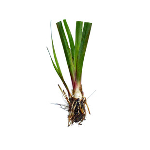 水菖蒲带根鱼池龟缸造景水培养好养懒人养龟绿植四季常青水生植物