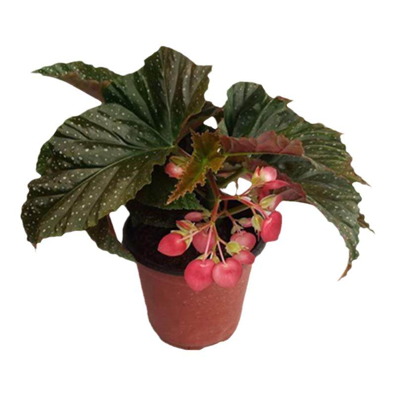 带花秋海棠绿植盆栽花卉大花重瓣