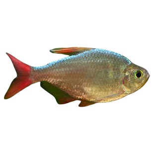 哥伦比亚红尾梦幻灯黑尾大勾玫扯旗灯鱼小型热带观赏鱼草缸群游鱼