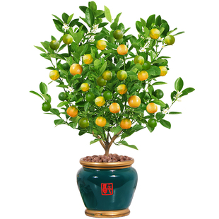 金桔树盆栽带果客厅好养绿植橘子盆景四季金桔室内招财年宵花植物