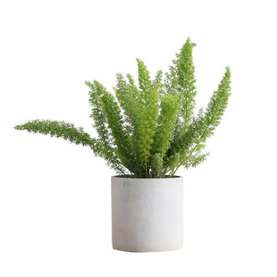 暖暖半岛 狐尾天门冬 九尾狐观叶绿植趣味鲜切庭院阳台花卉盆栽苗