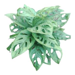 垂吊龟背仙洞龟背竹 盆栽 窗孔龟背 多孔龟背室内盆栽 四季常绿