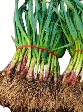 蒜苗种子大蒜种籽四季宽叶蒜种植红根红紫皮本地蔬菜盆栽阳台疏菜