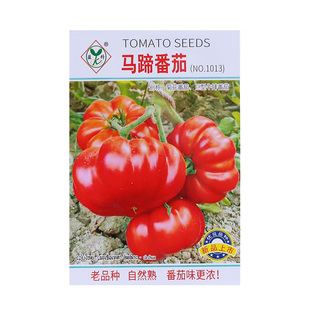 阳台盆栽正宗潮汕老品种马蹄番茄种子大甜西红柿种籽大全四季水果