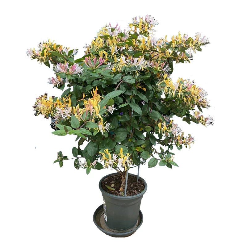 【马上开花】金银花盆栽树苗花卉庭院阳台外浓香观赏花苗四季开花