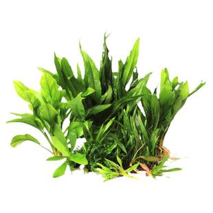 皇冠水草鹿角铁细叶铁袖珍迷你针叶皇冠红蛋青旦九冠新手前景水草