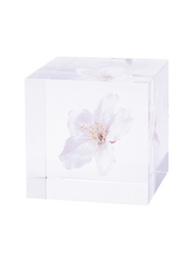 H的禮物清單丨日本京都SOLA CUBE植物标本[宇宙立方]桌面摆件礼品