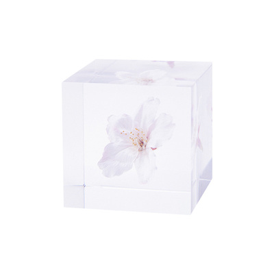 [宇宙立方]植物标本摆件