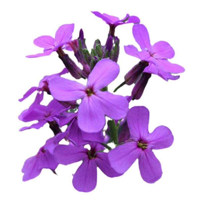 室内阳台绿植盆栽庭院花卉种子