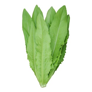 高州甜麦菜种子甜唛菜油麦菜甜麻菜种籽四季易种庭院田园蔬菜种子